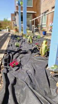 Planting Photo 1